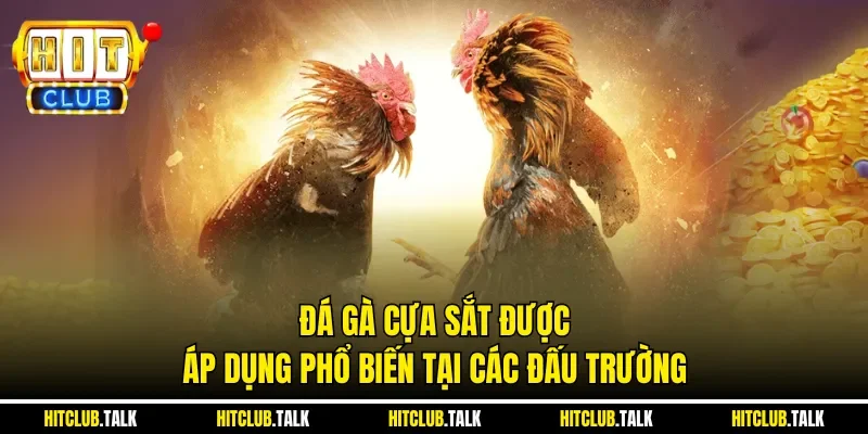 Đá gà cựa sắt được áp dụng phổ biến tại các đấu trường