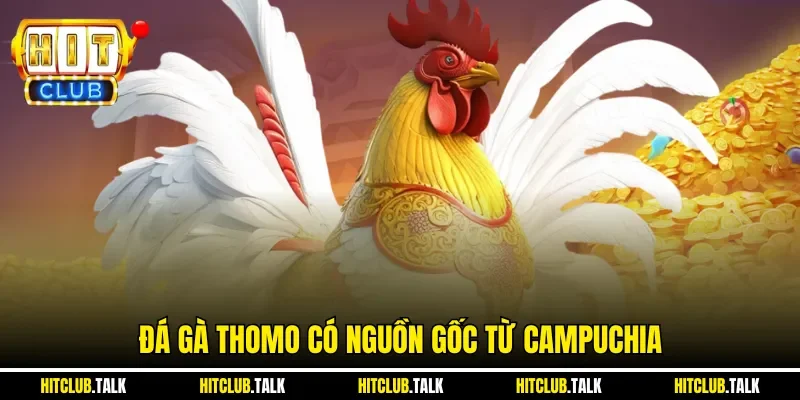 Đá gà Thomo có nguồn gốc từ Campuchia